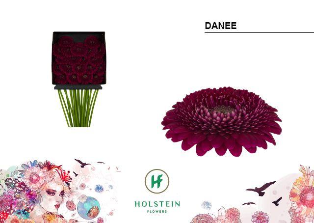 Срезанные цветы оптом Germini diamond gerponi danee от 20шт из Голландии с доставкой по России