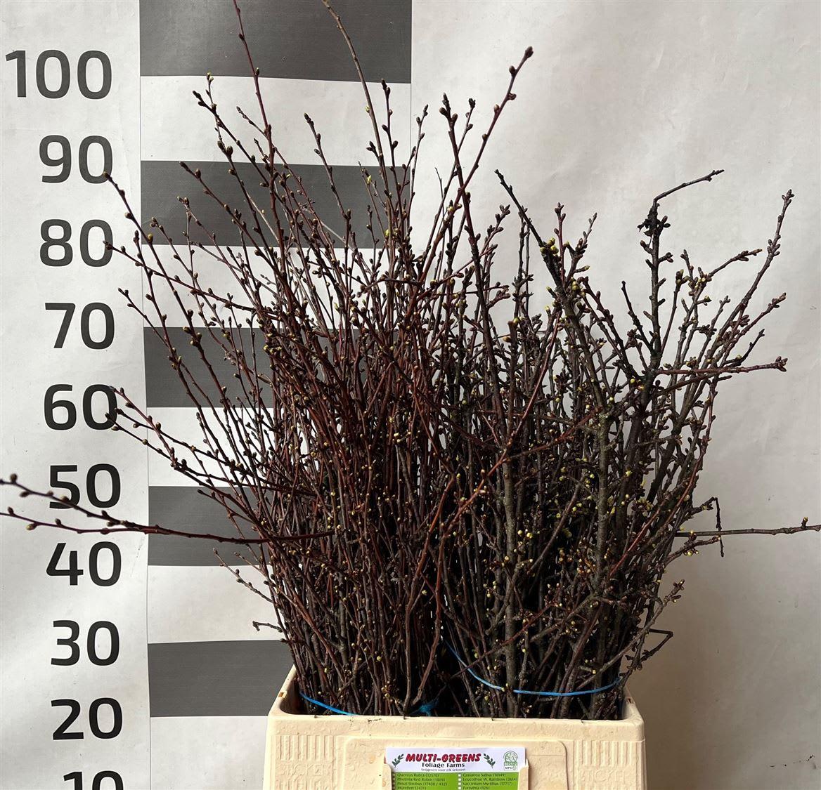 Срезанные цветы оптом Plum blossom от 20шт из Голландии с доставкой по России