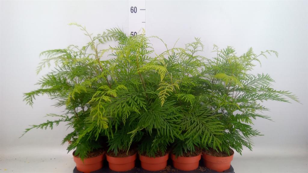 Горшечные цветы и растения оптом Grevillea Robusta от 10шт из Голландии с доставкой по России