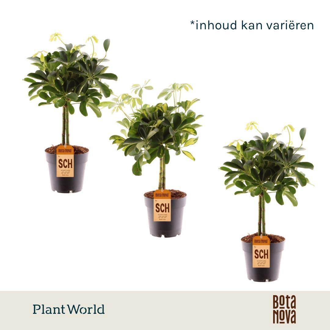 Горшечные цветы и растения оптом Schefflera On Stem Mix (gold Capella Compacta) от 7шт из Голландии с доставкой по России