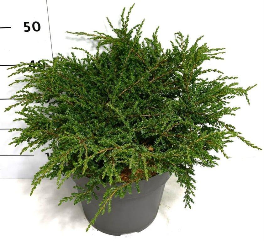 Горшечные цветы и растения оптом Juniperus Comm Repanda от 1шт из Голландии с доставкой по России