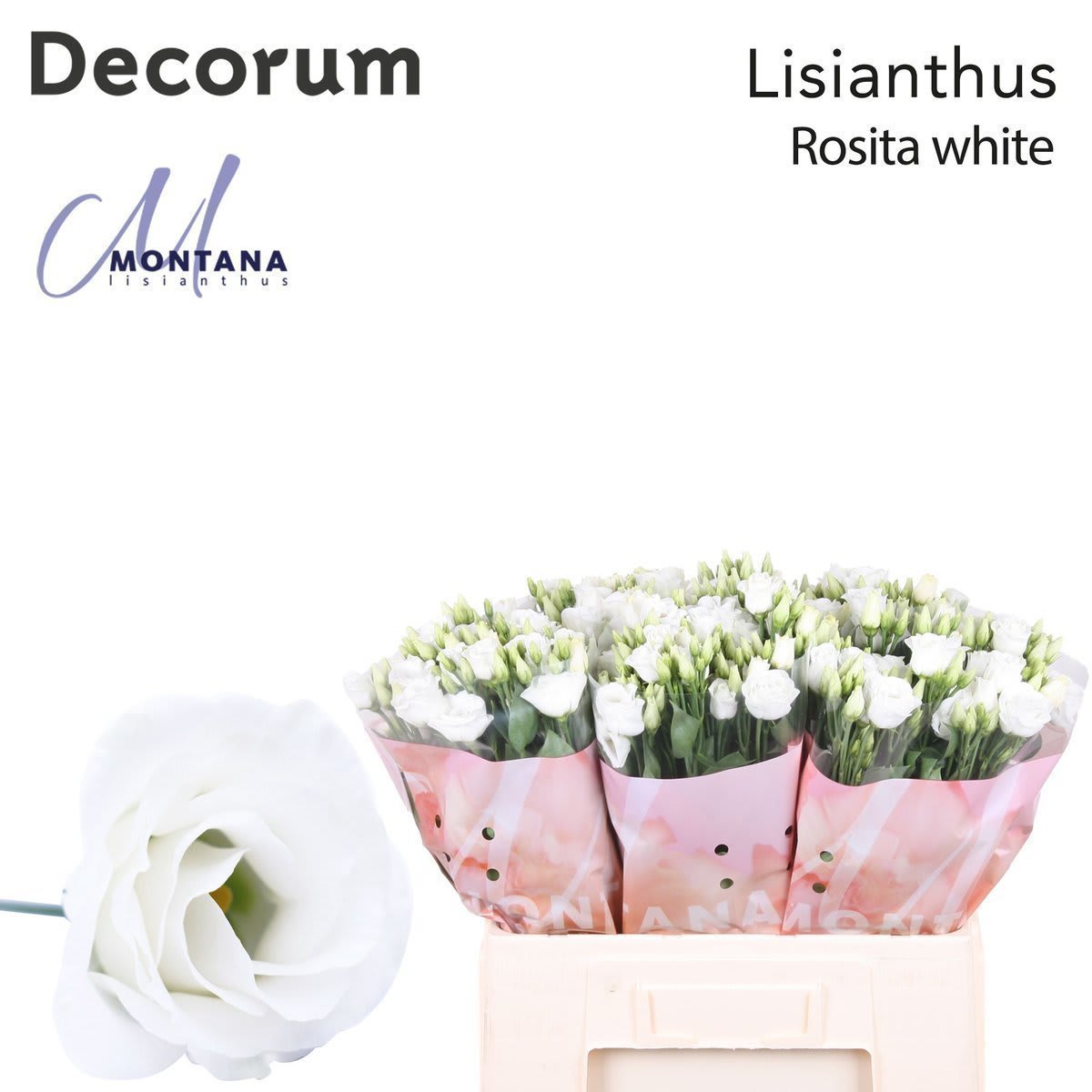 Срезанные цветы оптом Lisianthus do rosita white от 20шт из Голландии с доставкой по России