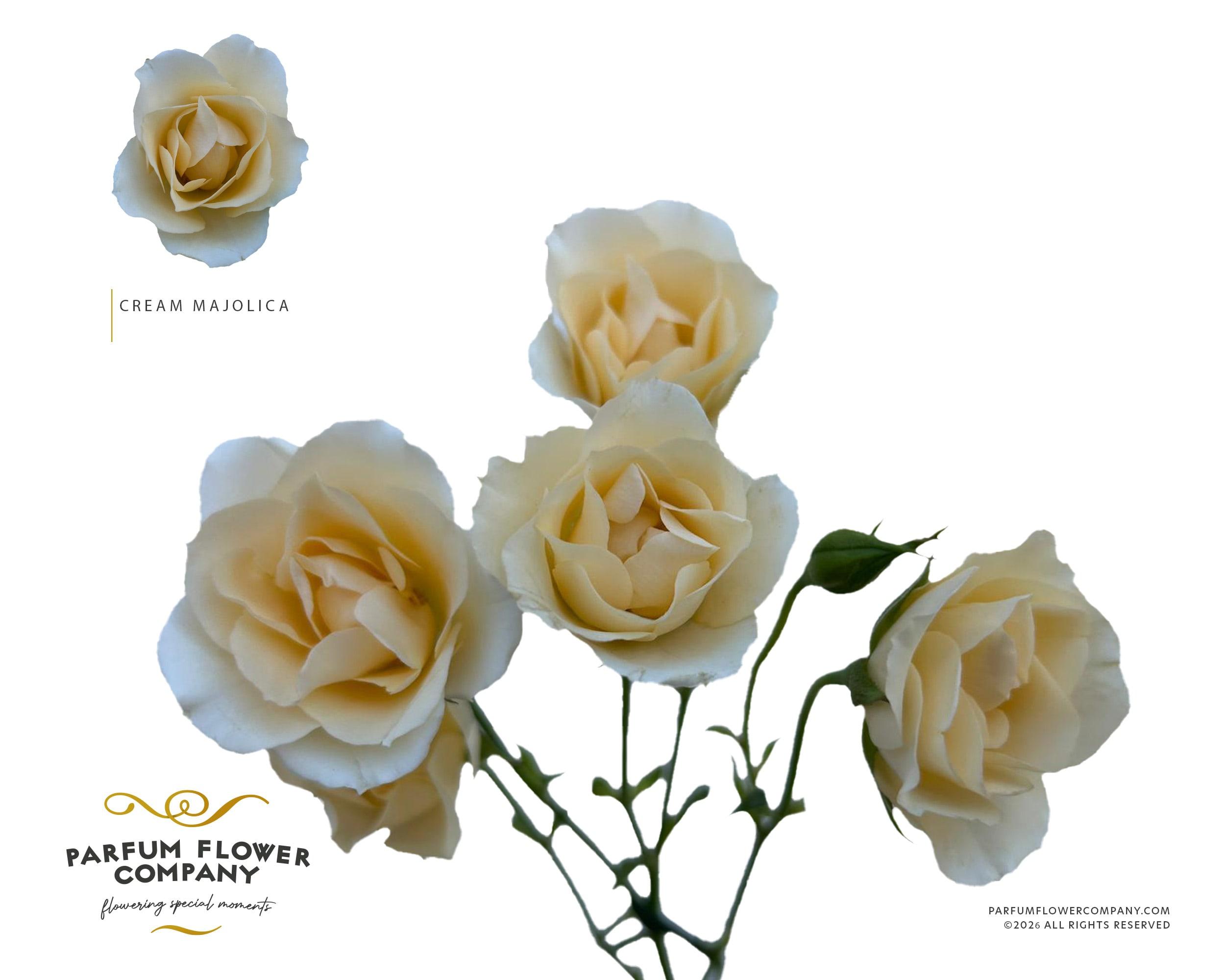 Срезанные цветы оптом Rosa spray garden cream majolica от 36шт из Голландии с доставкой по России