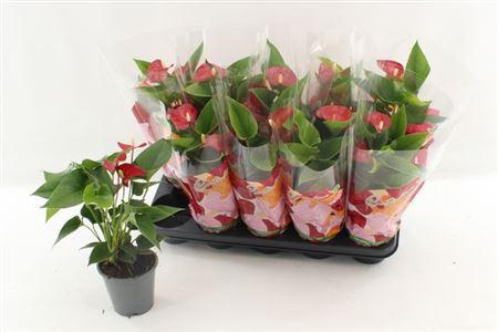 Горшечные цветы и растения оптом Anthu An Micra 3-4+ от 10шт из Голландии с доставкой по России