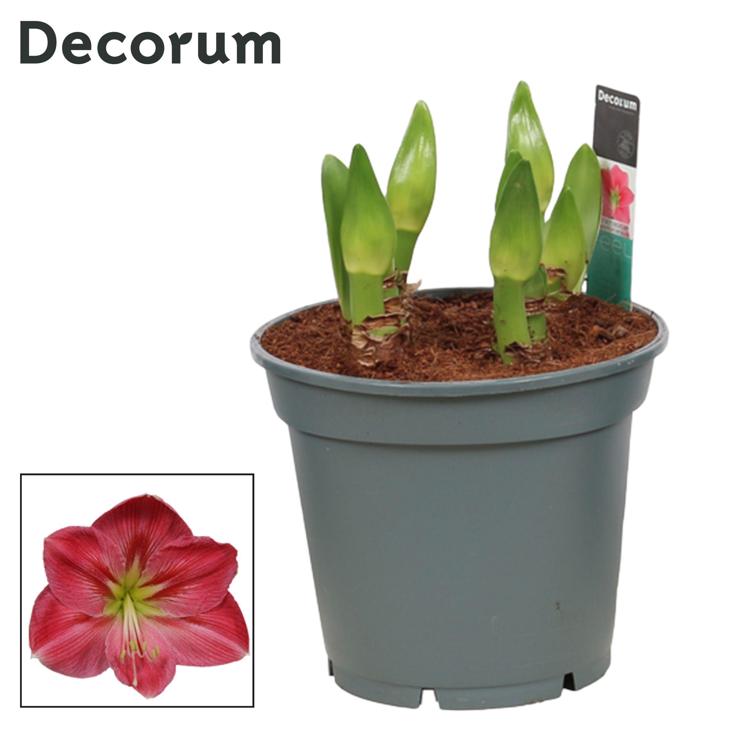 Горшечные цветы и растения оптом Hipp Multiflora Sweet Pink 6/7pp (decorum) от 6шт из Голландии с доставкой по России