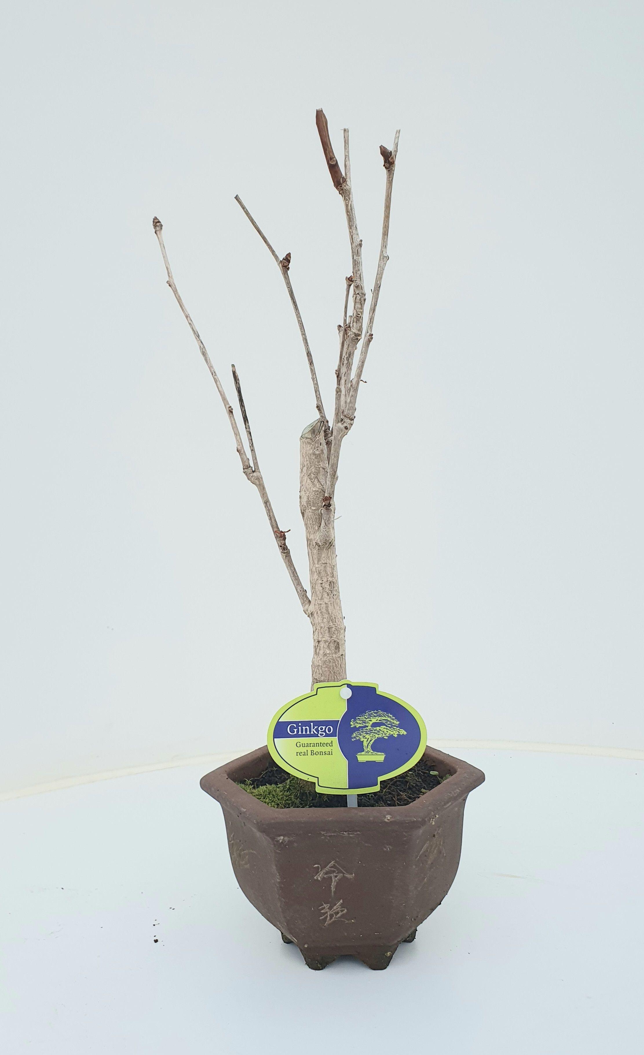 Горшечные цветы и растения оптом Bonsai Ginkgo Biloba Broom In Hexagon Pot от 8шт из Голландии с доставкой по России