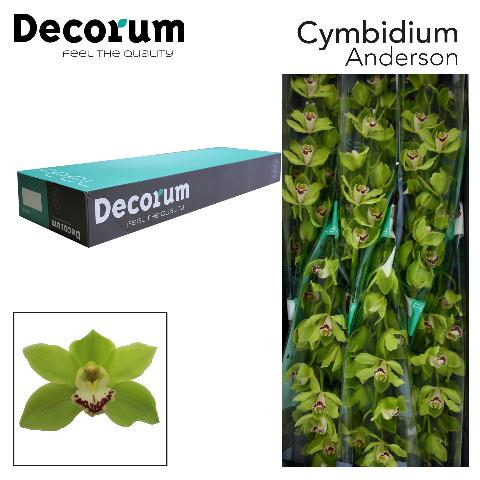 Срезанные цветы оптом Cymbidium green anderson от 8шт. из Голландии с доставкой по России
