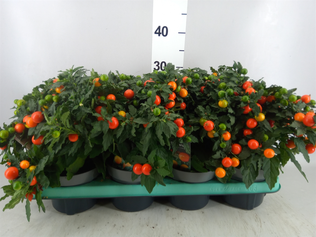Горшечные цветы и растения оптом Solanum Pseudocapsicum mandarin от 8шт из Голландии с доставкой по России