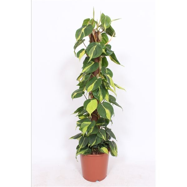 Горшечные цветы и растения оптом Philodendron Scandens Brasil Mosspole от 1шт из Голландии с доставкой по России