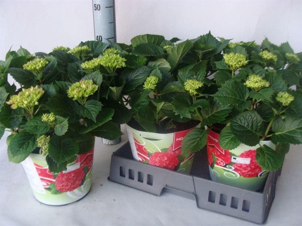 Горшечные цветы и растения оптом Hydrangea Mac. от 3шт из Голландии с доставкой по России