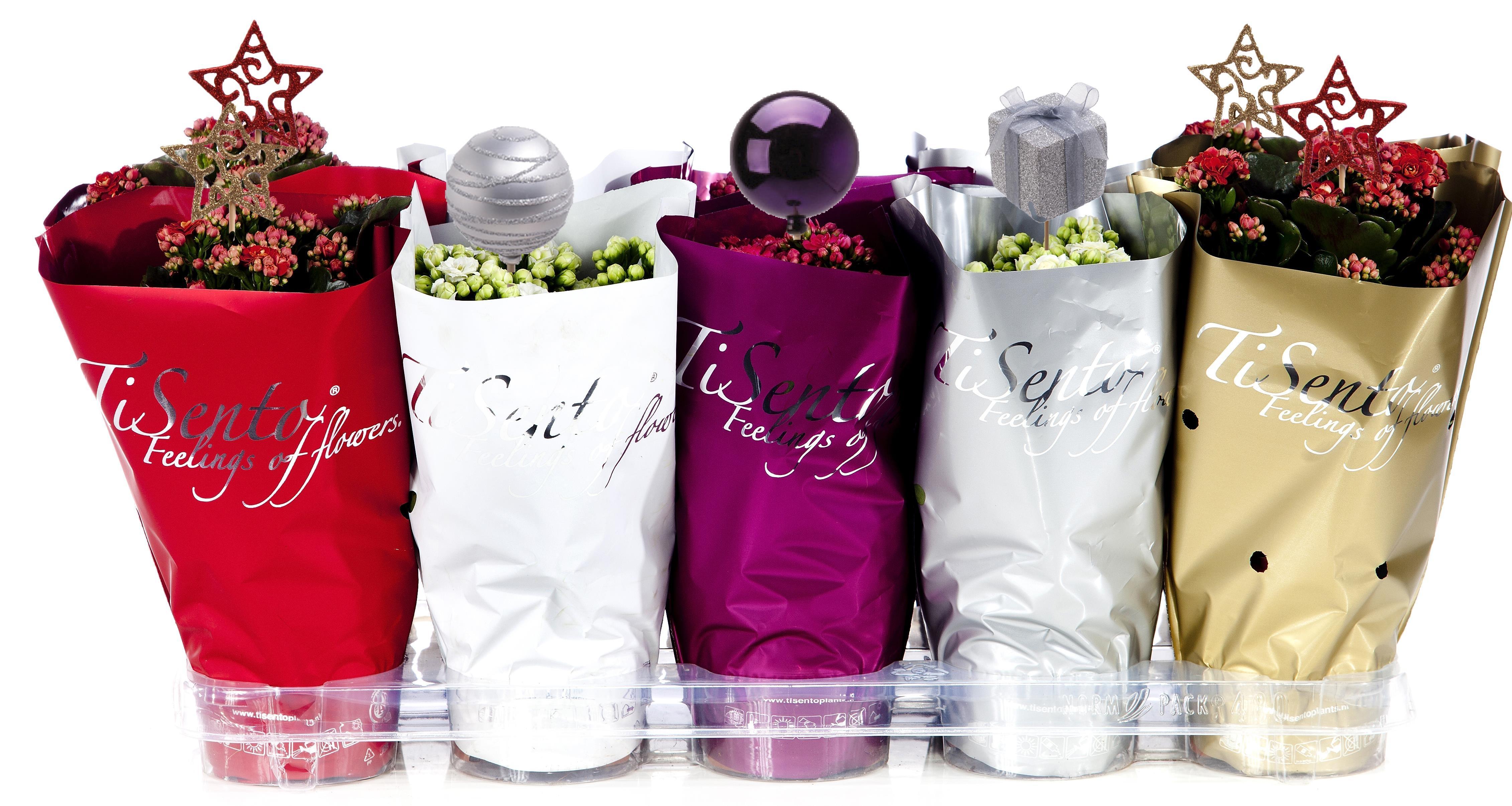 Горшечные цветы и растения оптом Kalanchoe Double Mix от 10шт из Голландии с доставкой по России