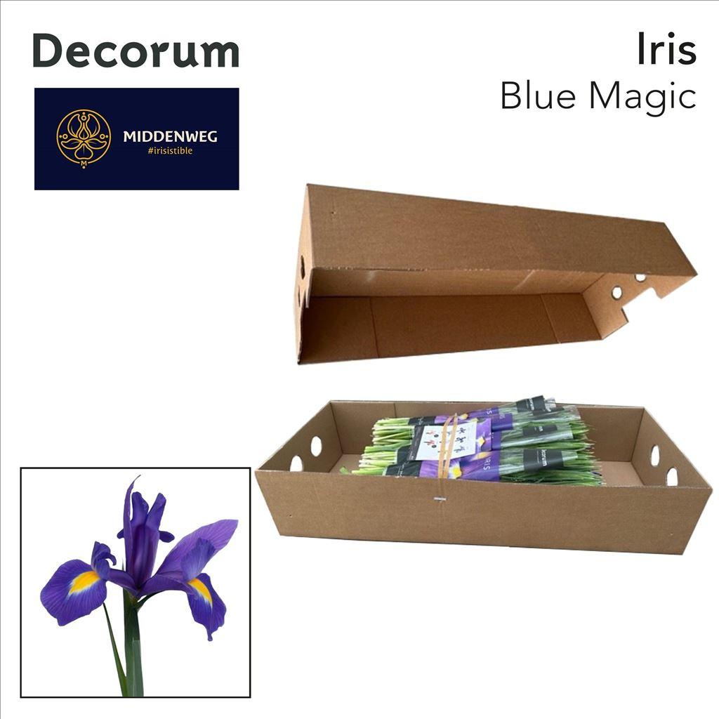 Срезанные цветы оптом Iris blue magic от 500шт из Голландии с доставкой по России