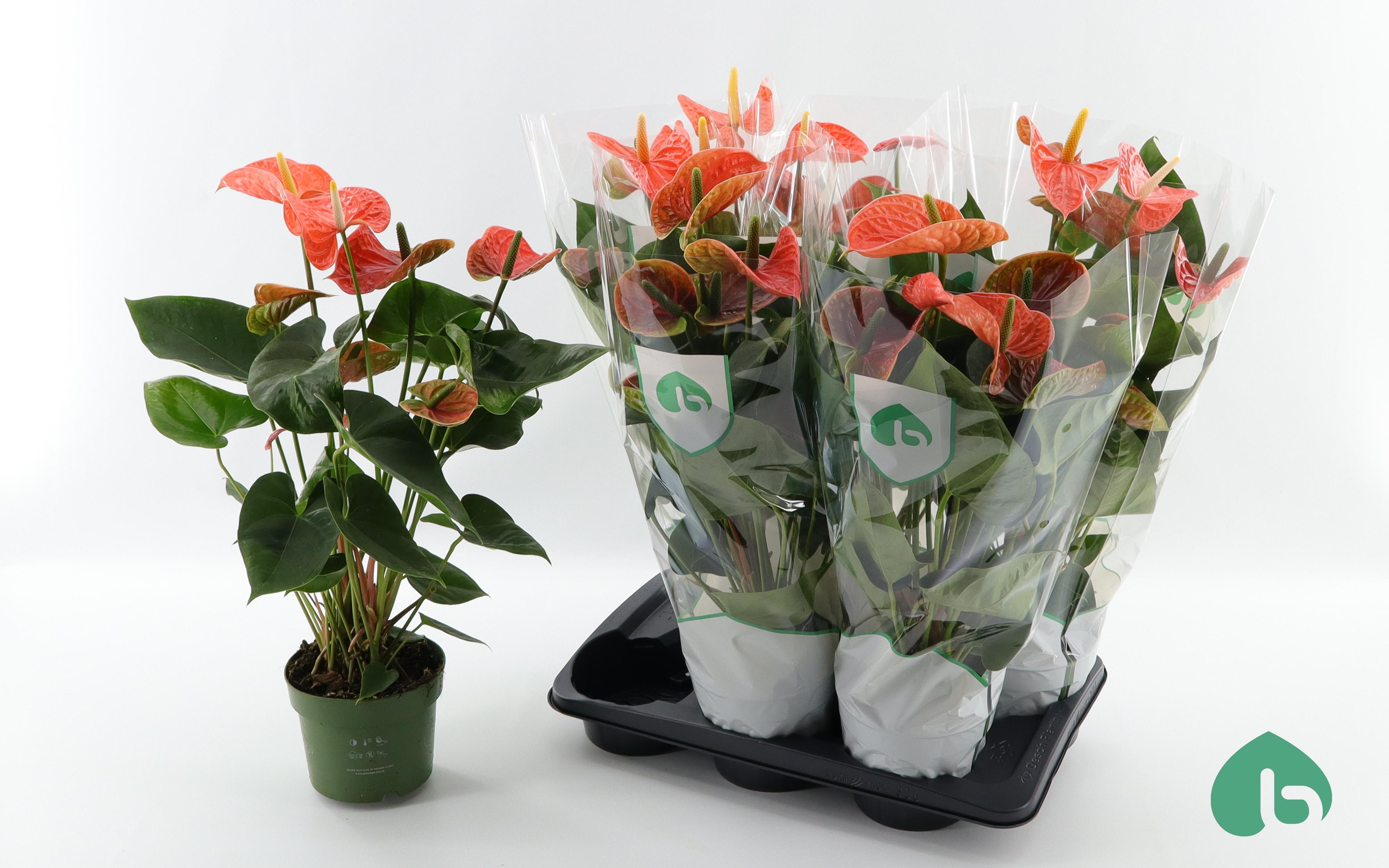 Горшечные цветы и растения оптом Anthu An Mad Orange от 6шт из Голландии с доставкой по России