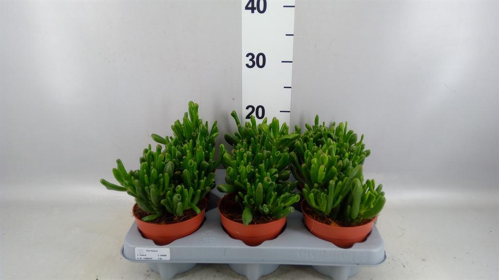 Горшечные цветы и растения оптом Crassula Ovata gollum от 6шт из Голландии с доставкой по России