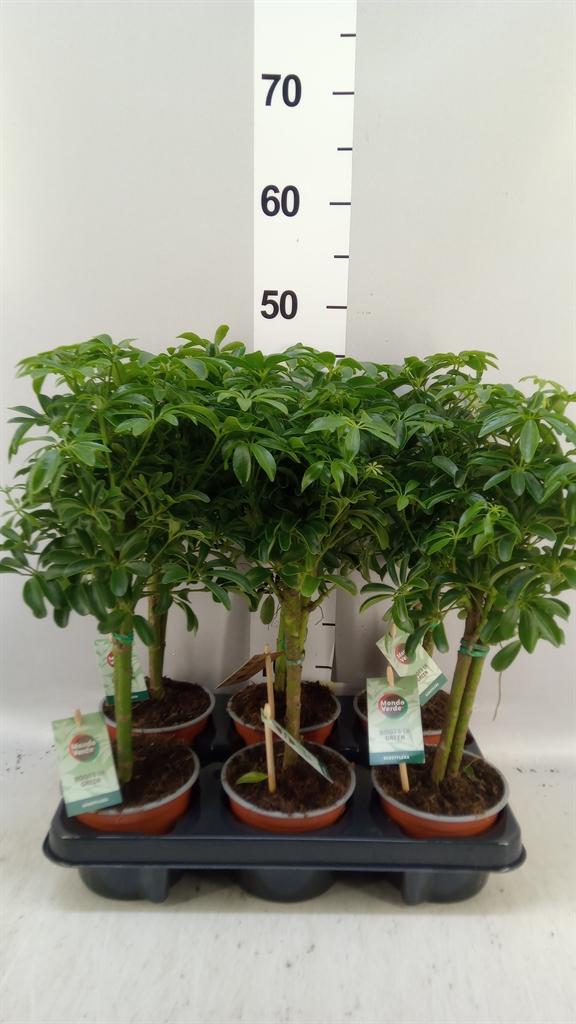 Горшечные цветы и растения оптом Schefflera Arbor. luseana от 6шт из Голландии с доставкой по России