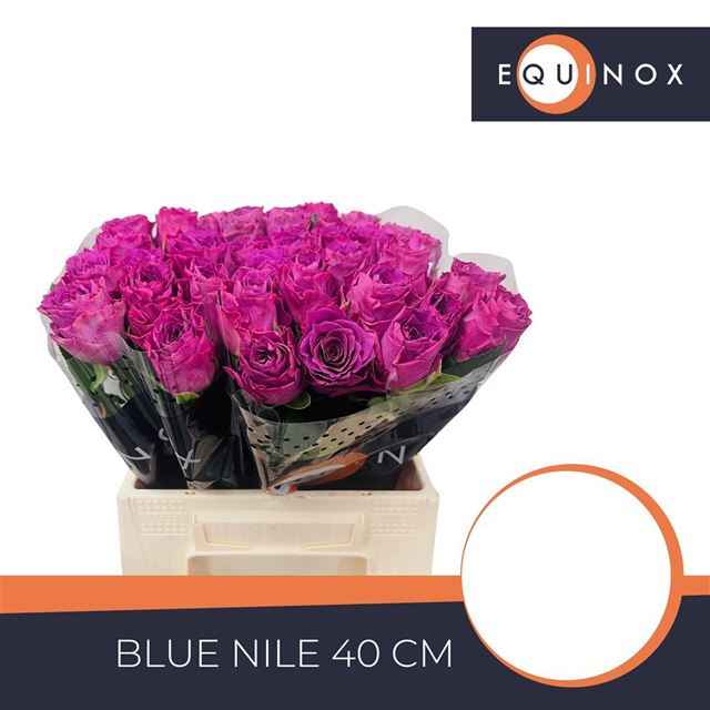 Срезанные цветы оптом Rosa la blue nile от 40шт из Голландии с доставкой по России