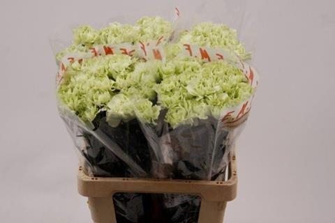 Срезанные цветы оптом Dianthus st prado mint от 80шт из Голландии с доставкой по России