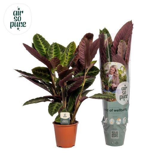 Горшечные цветы и растения оптом Calathea Warscewiczii от 3шт из Голландии с доставкой по России