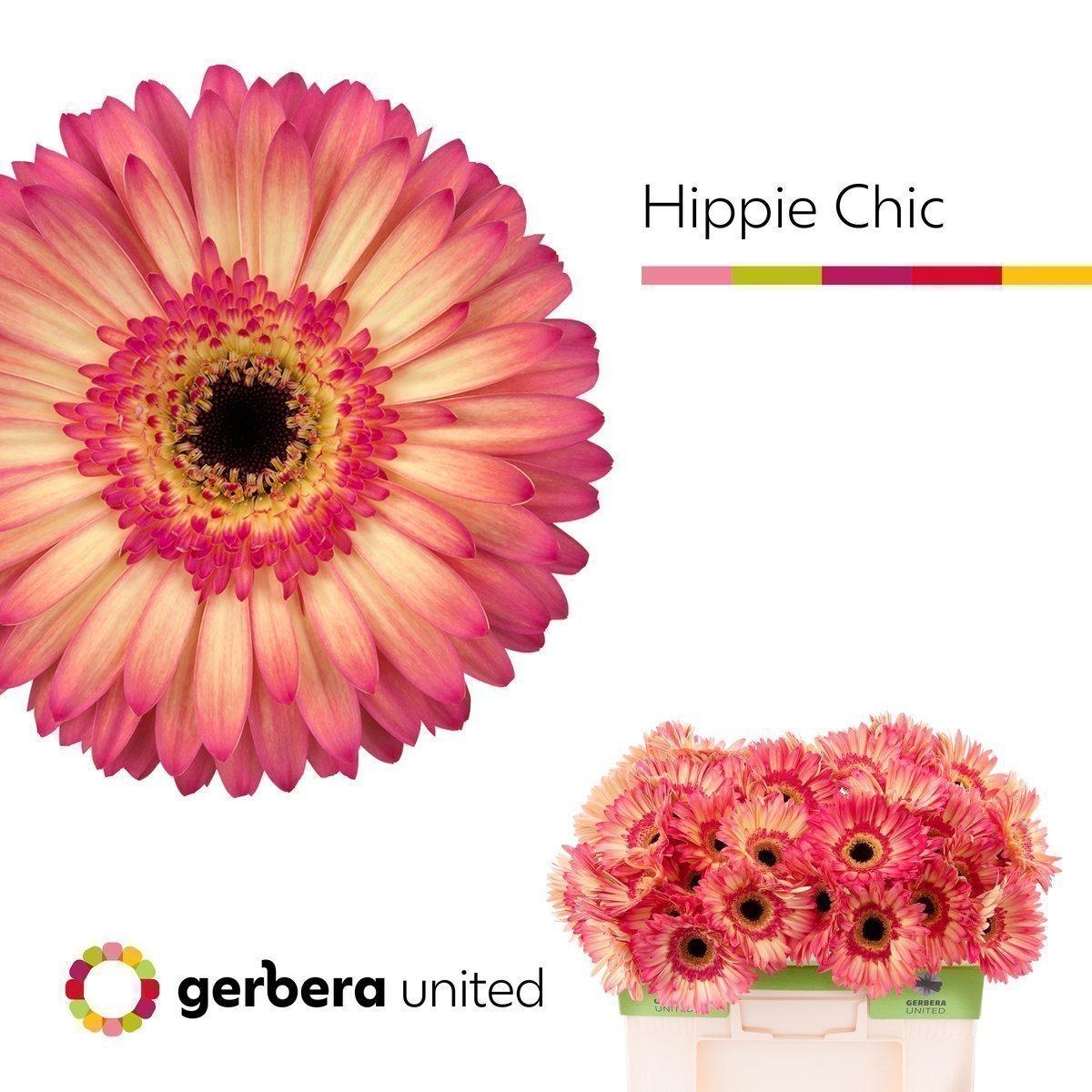 Срезанные цветы оптом Gerbera hippie chic от 40шт. из Голландии с доставкой по России