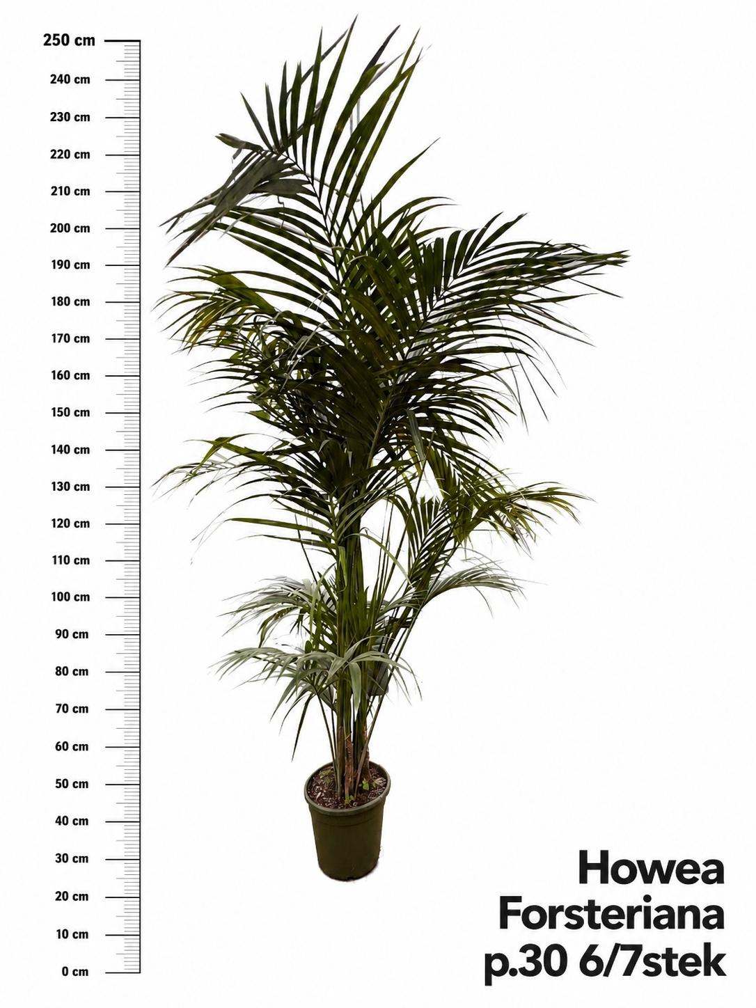 Горшечные цветы и растения оптом Howea Forsteriana от 1шт из Голландии с доставкой по России