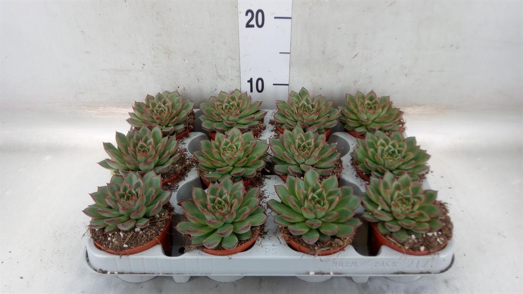 Горшечные цветы и растения оптом Echeveria   ... от 12шт (для телеги) из Голландии с доставкой по России