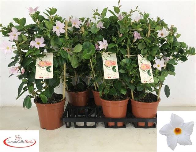 Горшечные цветы и растения оптом Mandevilla Sundaville Whi от 6шт из Голландии с доставкой по России