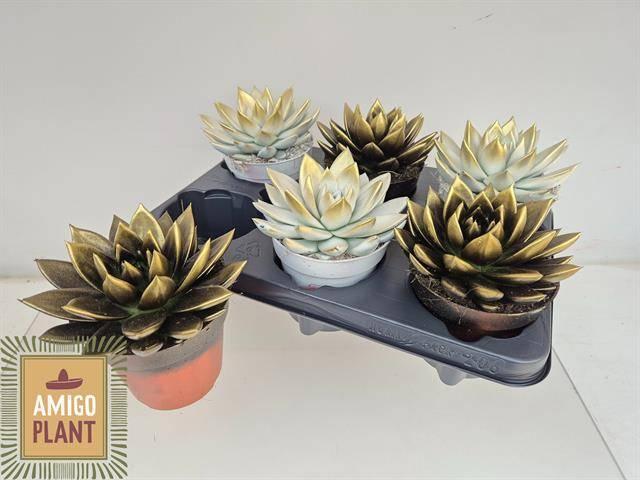 Горшечные цветы и растения оптом Echev Miranda от 6шт из Голландии с доставкой по России