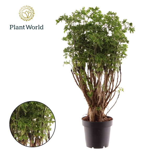 Горшечные цветы и растения оптом Polyscias Parsley Bonsai от 10шт из Голландии с доставкой по России