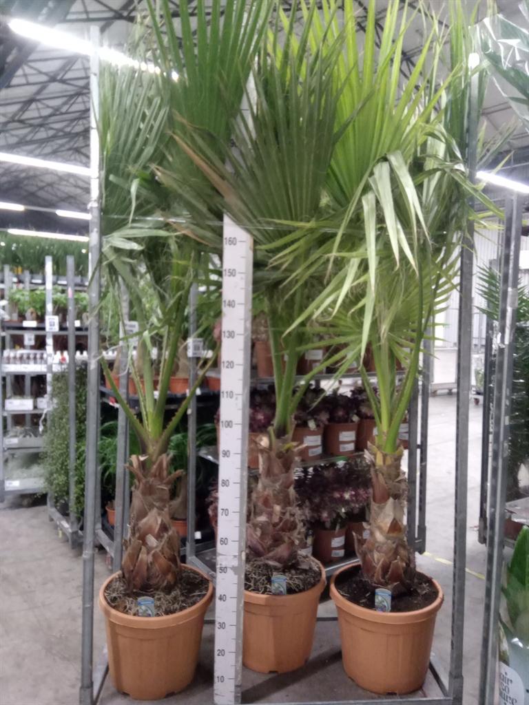 Горшечные цветы и растения оптом Washingtonia Filifera от 1шт из Голландии с доставкой по России