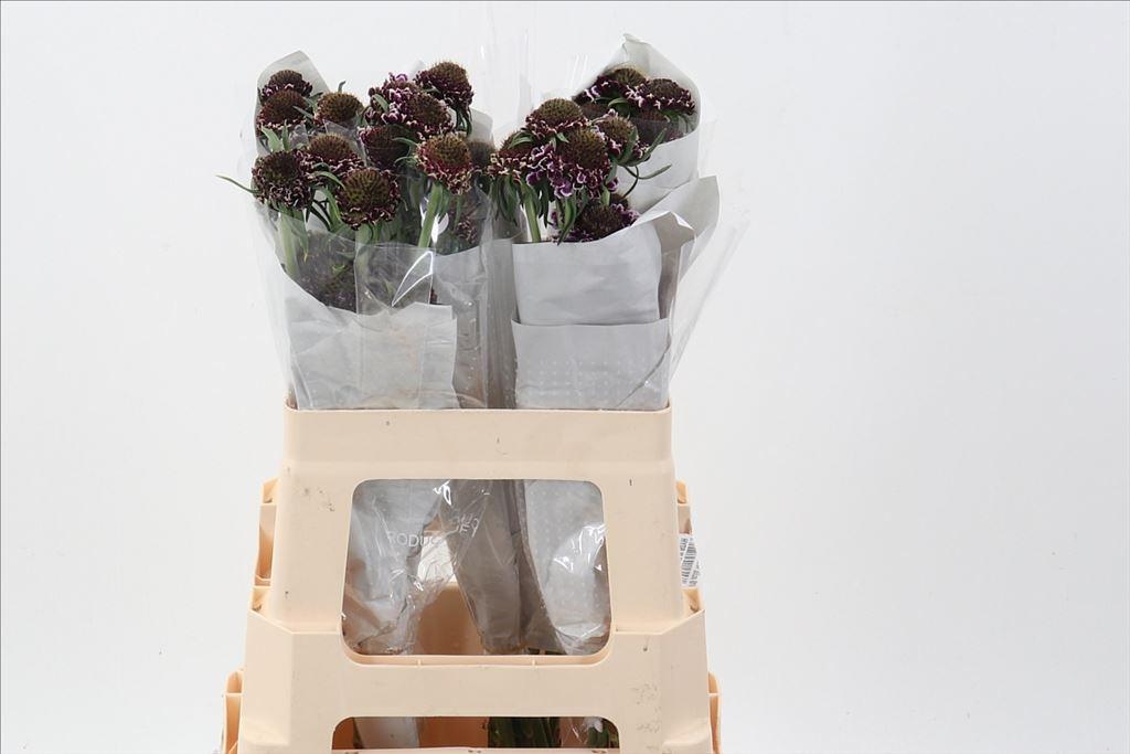 Срезанные цветы оптом Scabiosa scoop cherry vanilla от 50шт из Голландии с доставкой по России