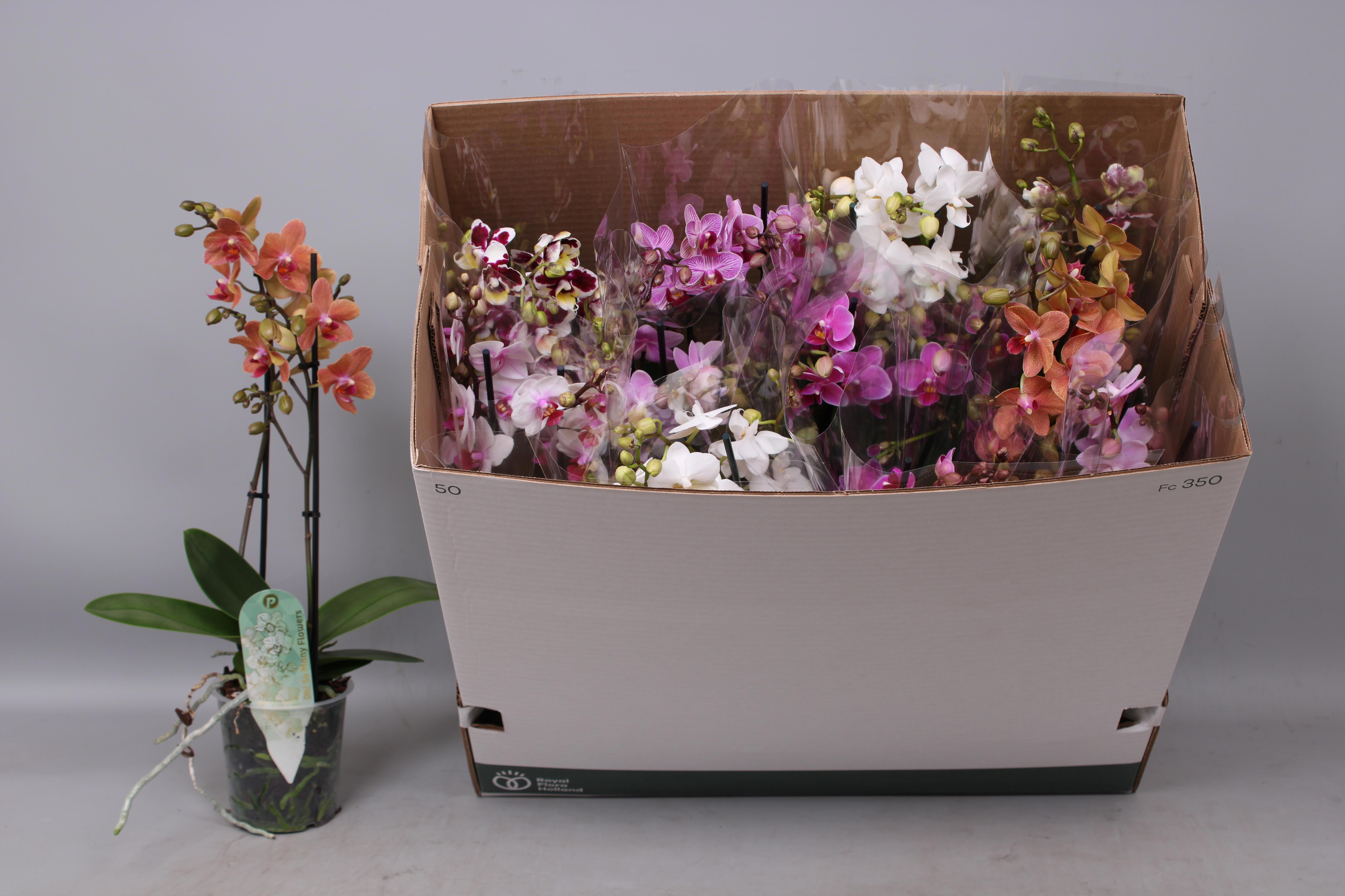 Горшечные цветы и растения оптом Phal Mf Gem 8 Kl от 12шт из Голландии с доставкой по России