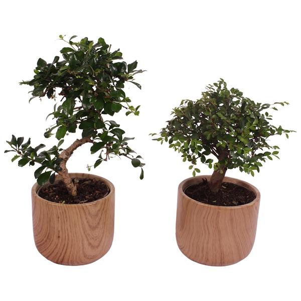 Горшечные цветы и растения оптом Bonsai Indoor Mix Shape Ceramic от 7шт из Голландии с доставкой по России
