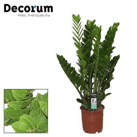 Горшечные цветы и растения оптом Zamioculcas 10+ от 1шт из Голландии с доставкой по России