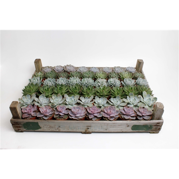 Горшечные цветы и растения оптом Echeveria Mix In Gazenbak от 52шт (для телеги) из Голландии с доставкой по России