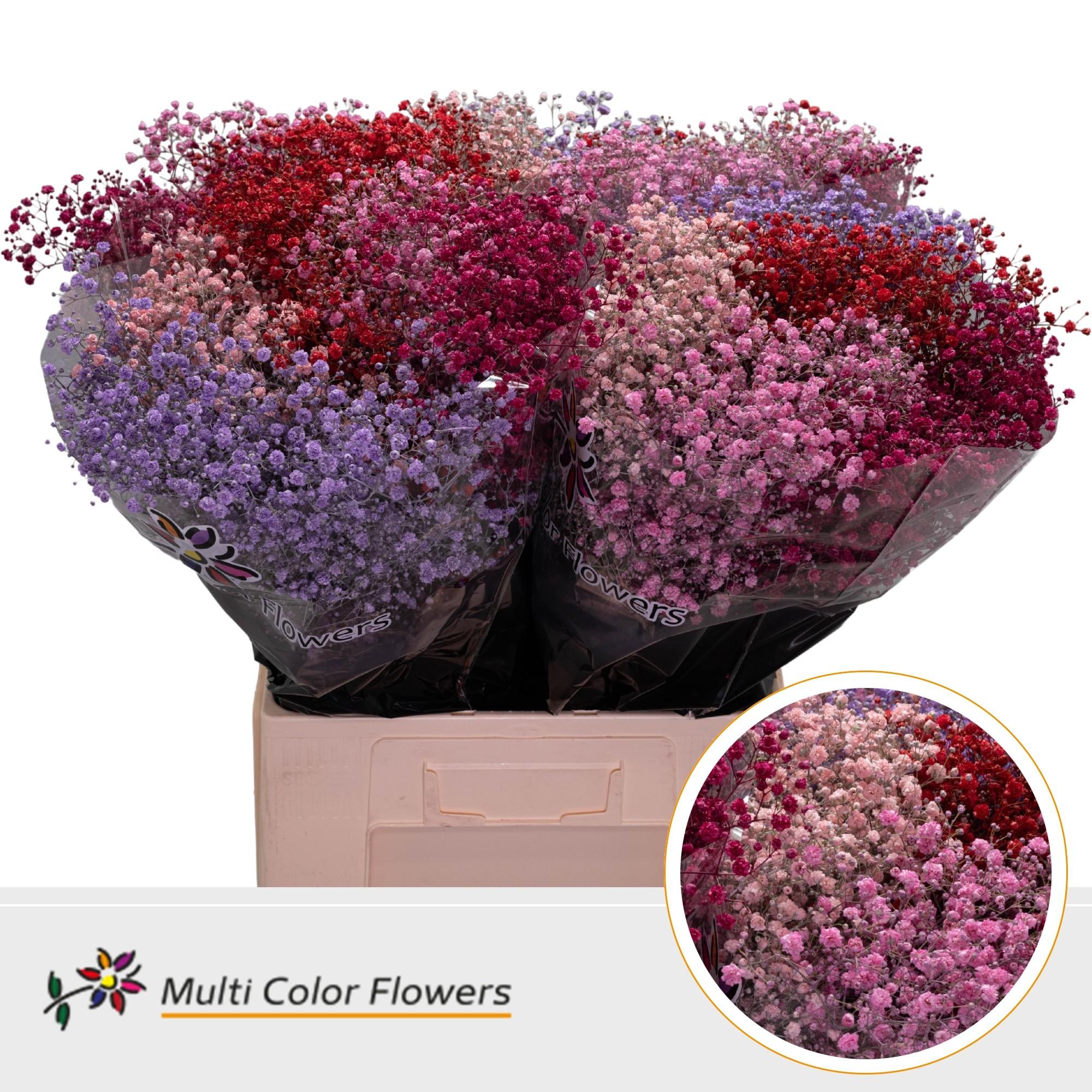 Срезанные цветы оптом Gyps large paint mix love от 100шт из Голландии с доставкой по России