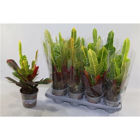 Горшечные цветы и растения оптом Codiaeum Excellent In Sleeve от 8шт из Голландии с доставкой по России