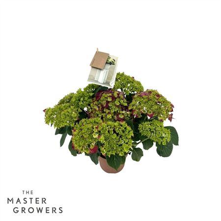 Горшечные цветы и растения оптом Hydrangea Ma Hi Fire Lila 5+ от 6шт из Голландии с доставкой по России