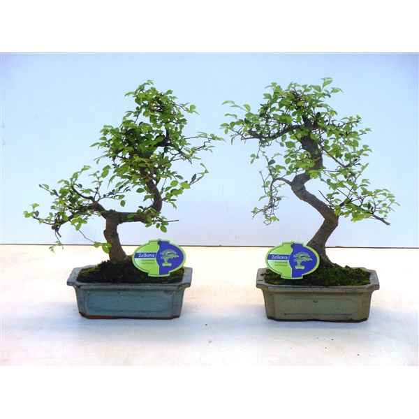 Горшечные цветы и растения оптом Bonsai Zelkova Parvifolia, 20cm., Shape, Without D от 6шт из Голландии с доставкой по России