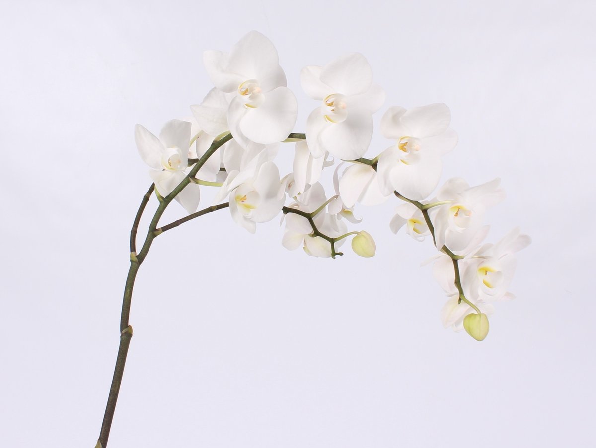 Срезанные цветы оптом Phalaenopsis paisley (per stem) от 6шт. из Голландии с доставкой по России