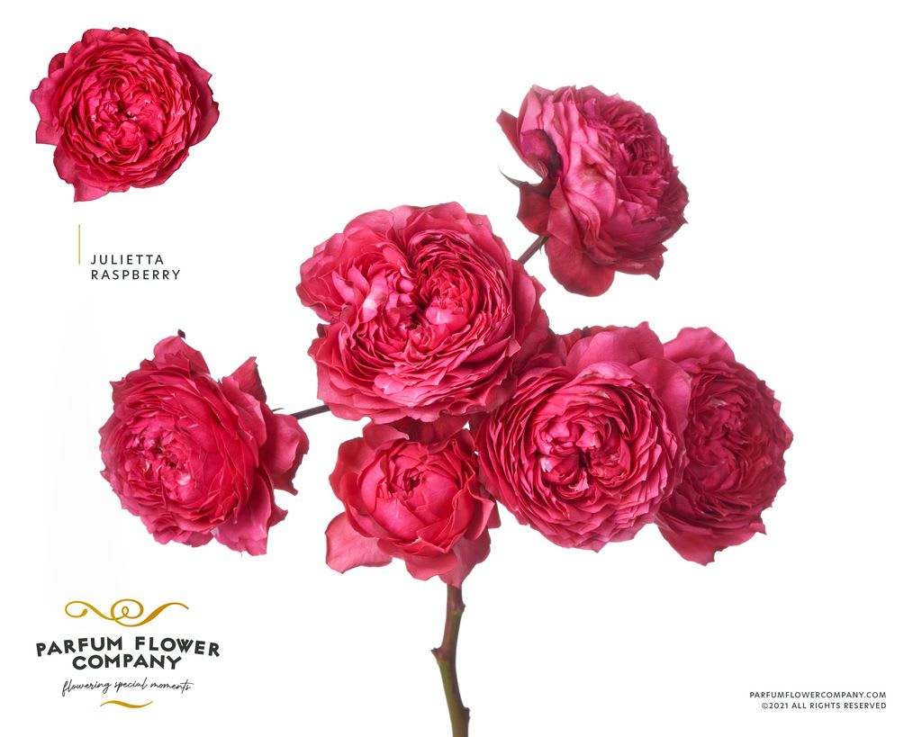 Срезанные цветы оптом Rosa spray garden julieta raspberry от 12шт из Голландии с доставкой по России