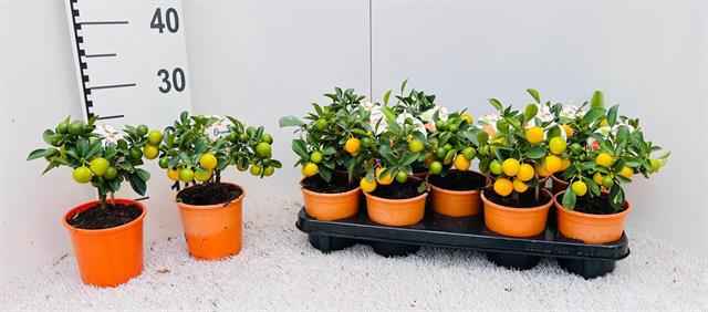 Горшечные цветы и растения оптом Citrus Mix (2 Sorts) от 9шт из Голландии с доставкой по России