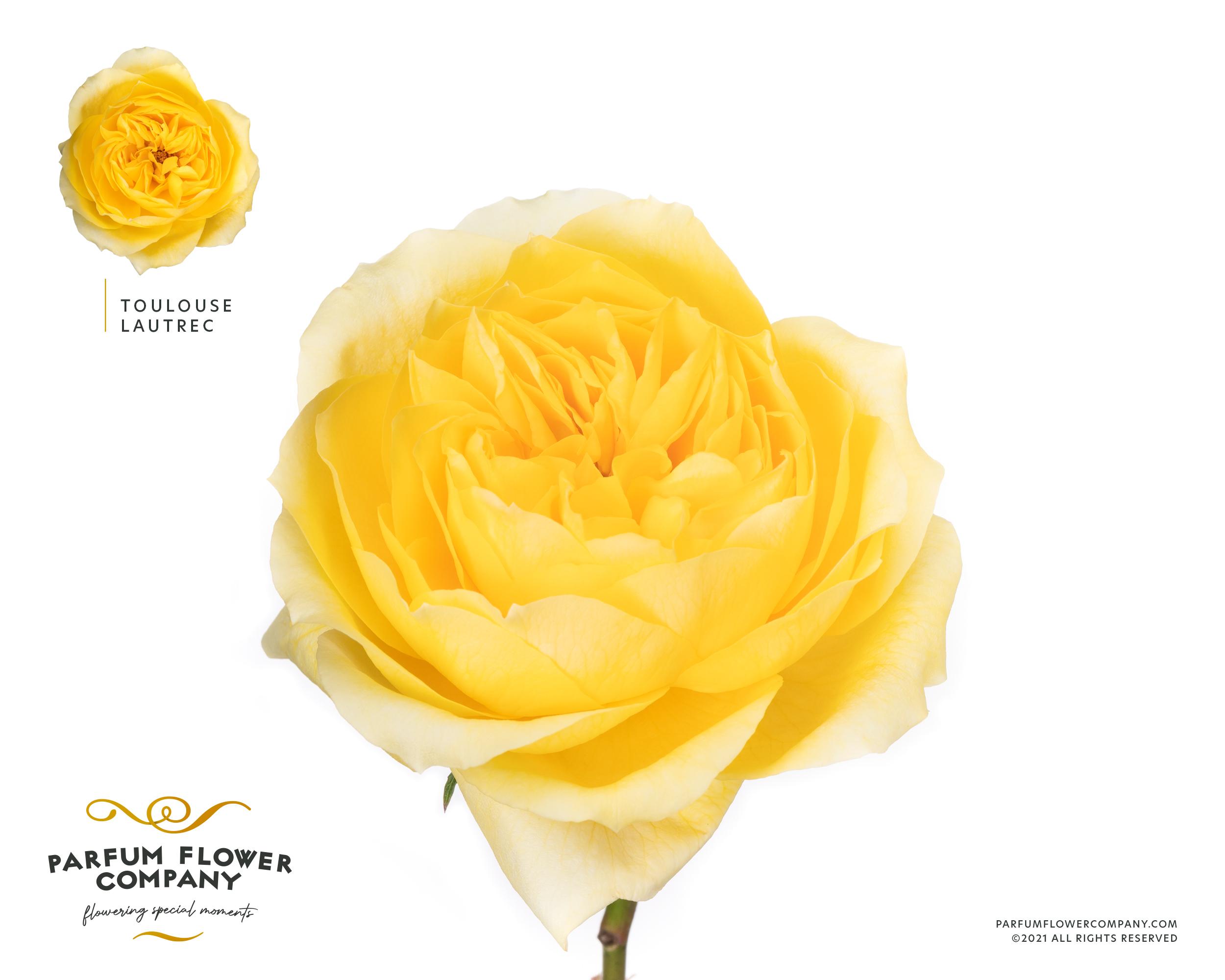 Срезанные цветы оптом Rosa garden toulouse lautrec от 24шт из Голландии с доставкой по России