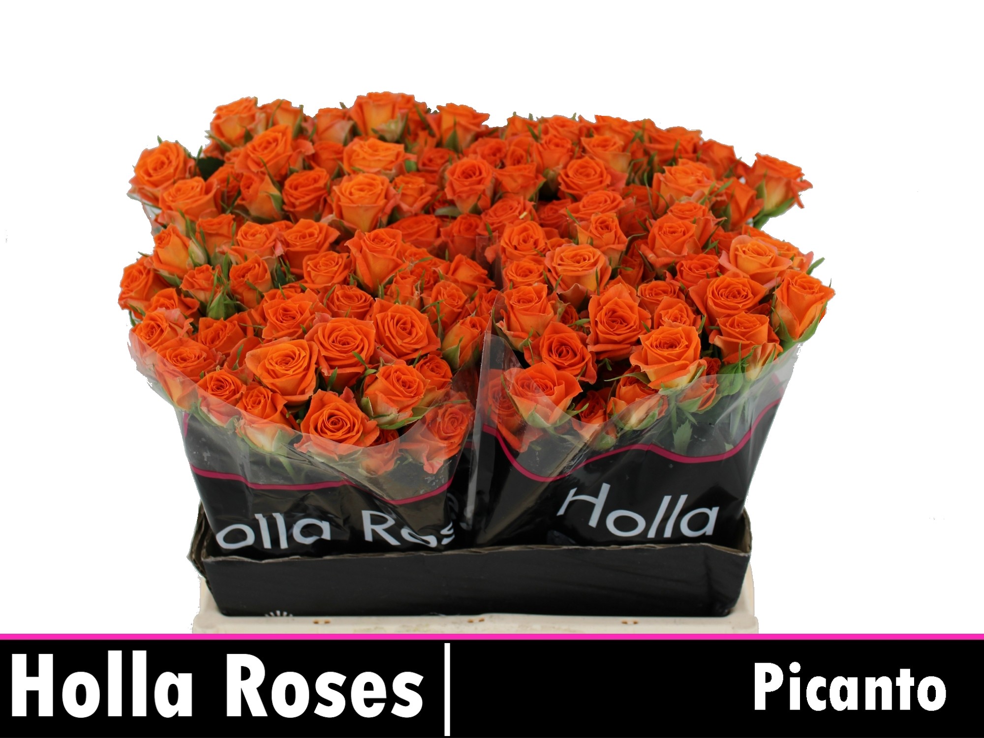 Срезанные цветы оптом Rosa spray picanto от 40шт. из Голландии с доставкой по России