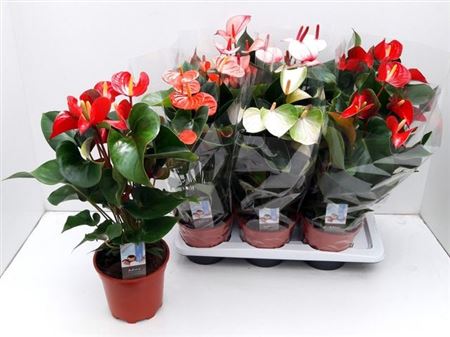 Горшечные цветы и растения оптом Anthu An Gem 5 Kl 5+ от 6шт из Голландии с доставкой по России