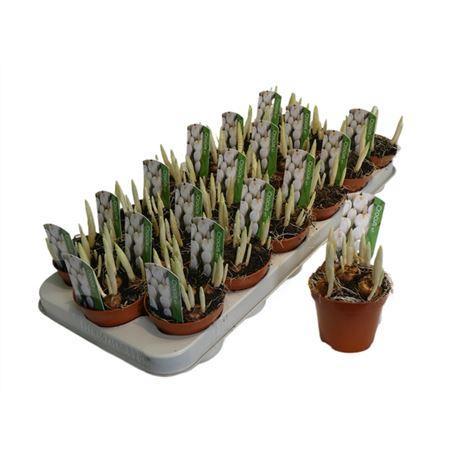 Горшечные цветы и растения оптом Crocus Wit от 18шт (для телеги) из Голландии с доставкой по России