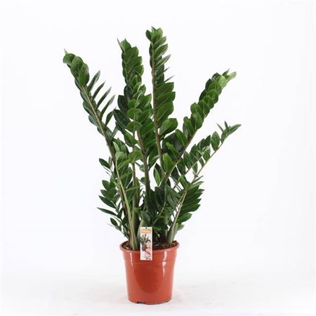 Горшечные цветы и растения оптом Zamioculcas 8+ от 1шт из Голландии с доставкой по России