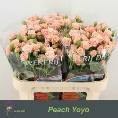 Срезанные цветы оптом Rosa sp peach yo-yo от 30шт из Голландии с доставкой по России