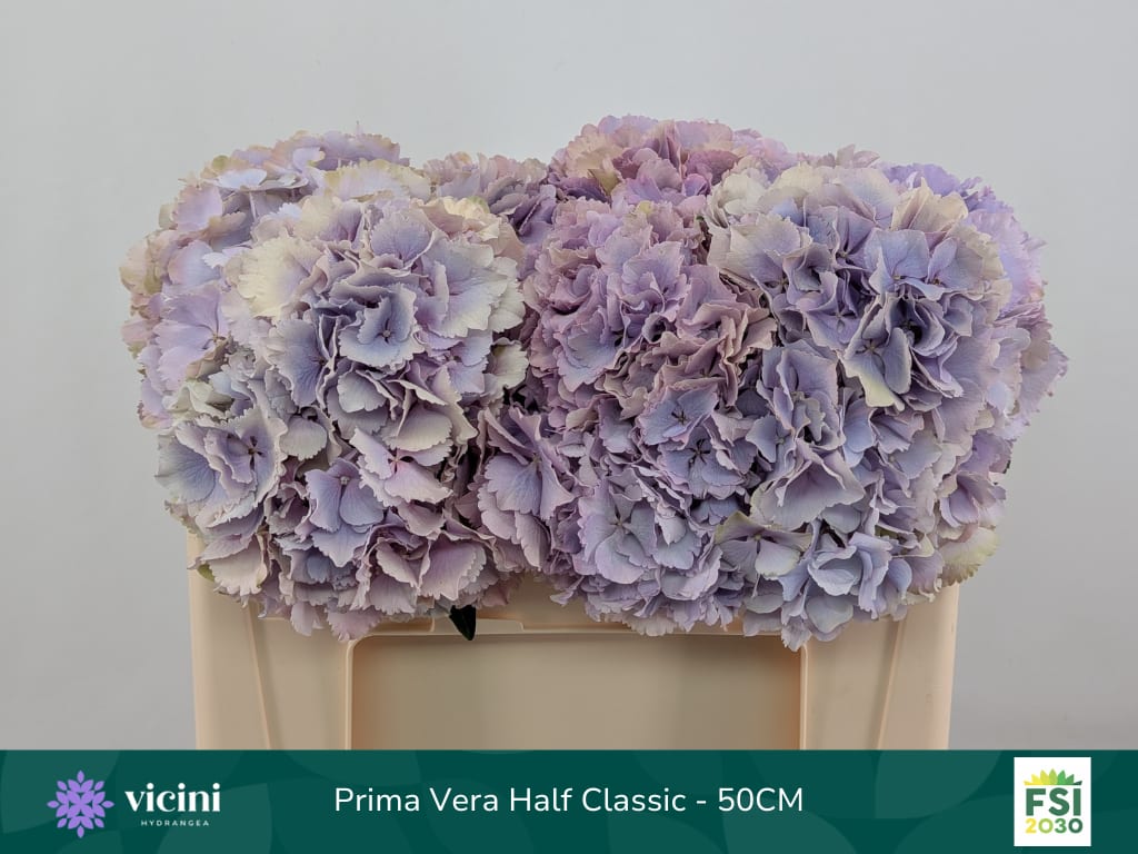 Срезанные цветы оптом Hydrangea doorgekleurd от 10шт из Голландии с доставкой по России