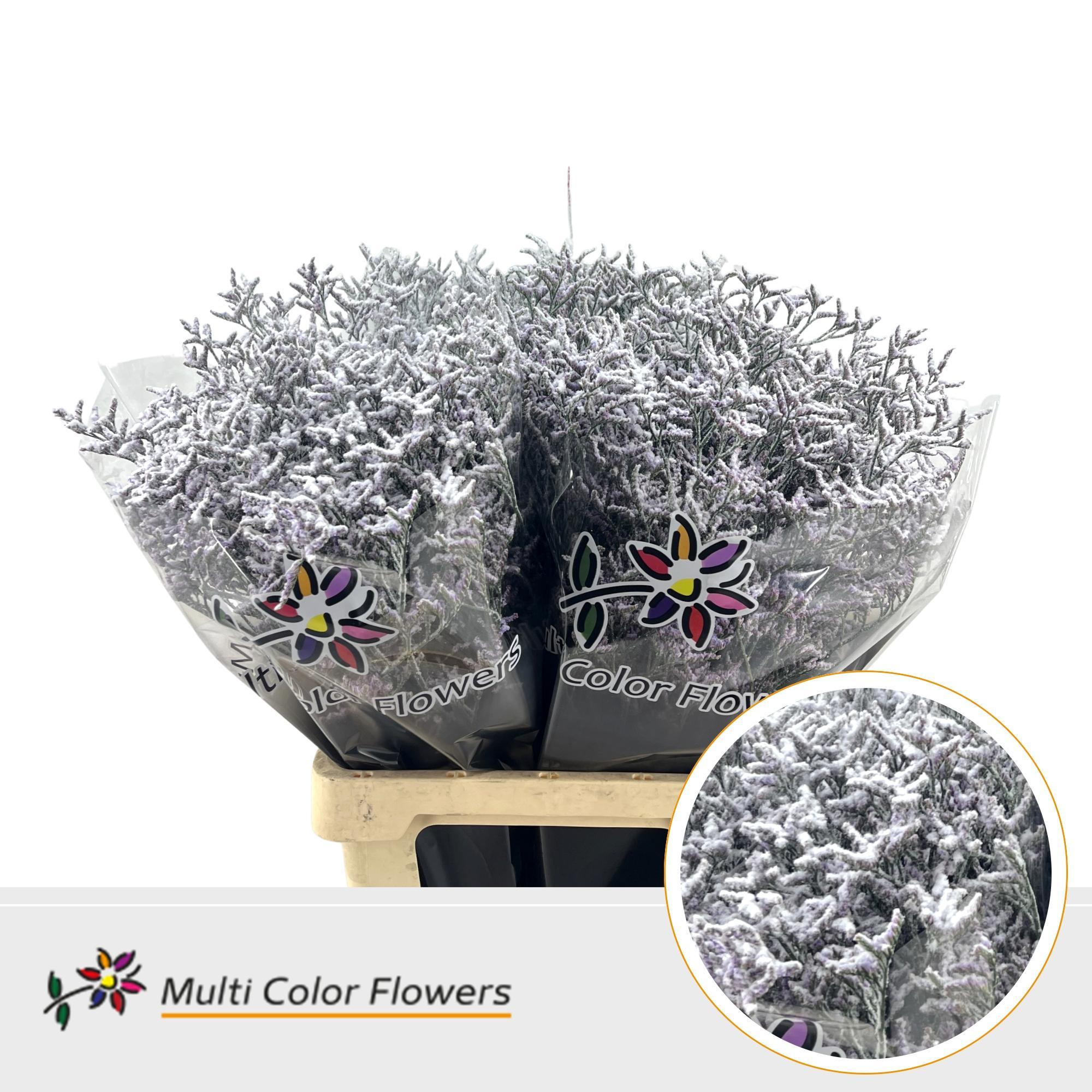 Срезанные цветы оптом Limonium paint snow от 50шт из Голландии с доставкой по России