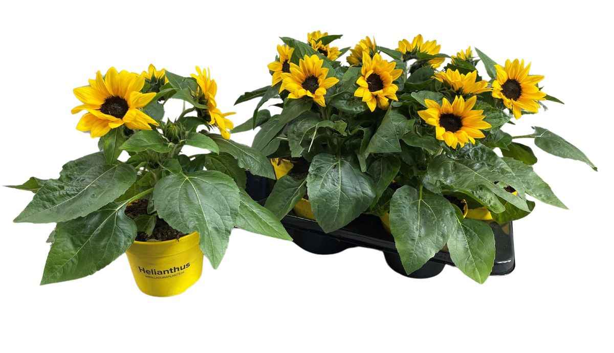 Горшечные цветы и растения оптом Heli Sunray Yellow от 6шт из Голландии с доставкой по России